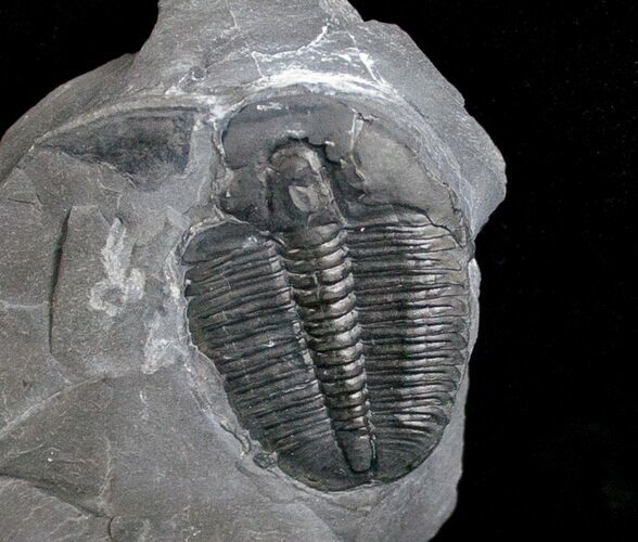 Elrathia Trilobite Fossil - Utah #6747